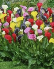 Zantedeschia Calla Tuberous