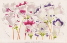 Gloxinia Gloxinie Sinningia