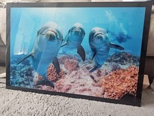 Dolphin Portrait, HD Glass