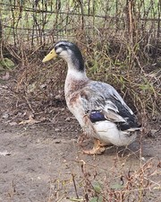 6 Silver Appleyard Duck