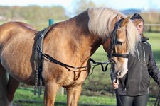 Official Libby's Side Reins -