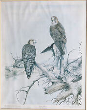 LANNER FALCONS TERENCE LAMBERT OF STAYLITTLE LIMITED VINTAGE PRINT 52/500 1985