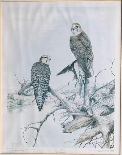 Lanner falcons terence lambert - lanner,
