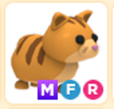 mfr ginger cat 🔥 PET NEW HOT 🔥 The Trusted Store!!