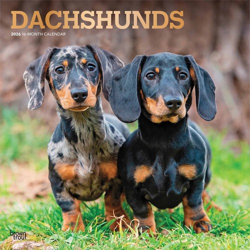 Dachshunds calendar 2026 wall - dachshunds, 2026,