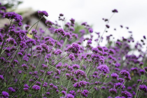 Verbena bonariensis seeds - verbena,