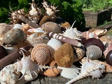 Huge Lot of Beautiful