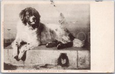 Landseer Dog Humane Society