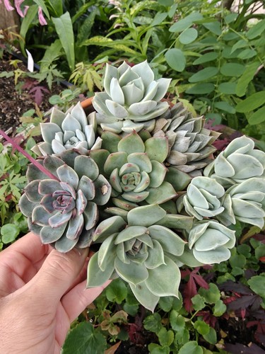 Succulent assortment - succulent,