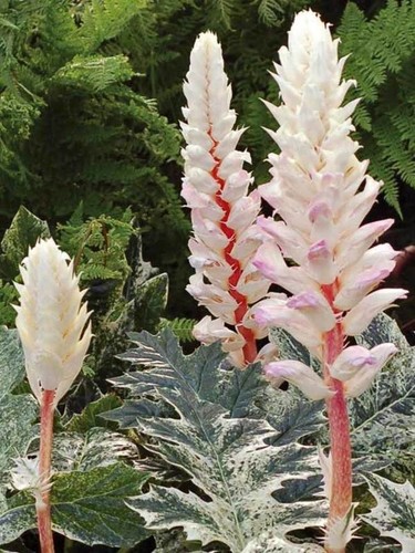 Acanthus mollis whitewater - mollis, 'whitewater'