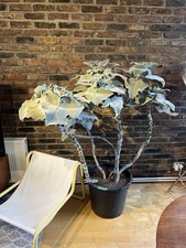 Kalanchoe Beharensis Old Plant