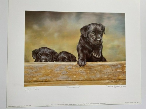 Black labrador puppies dog - puppies,