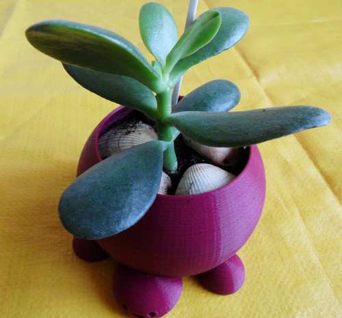 Crassula ovata jade - crassula,