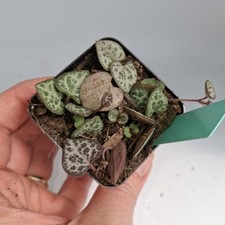 String of Hearts Live Plant