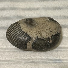 Proetid Gerastos Trilobite