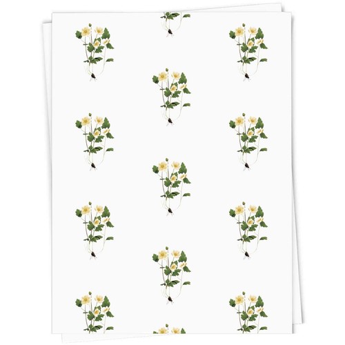 Japanese anemone flower gift - 'japanese,