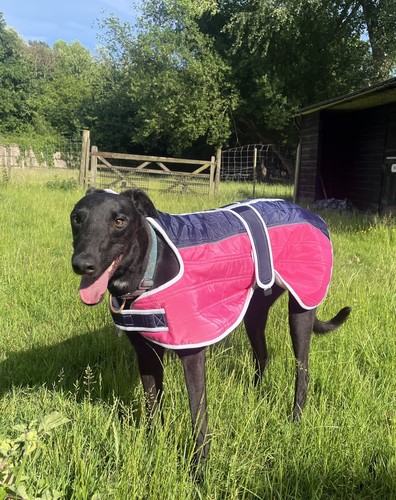 Greyhound winter coat ex - greyhound,