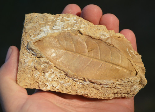 Amazing rare fossil - &,
