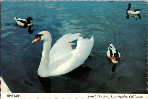 Los angeles postcard swans - ca,