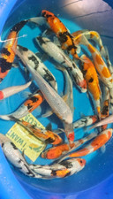 Imported Live Koi Fish 6 - 8"