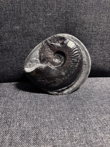 Bitten eleganticeras ammonite - eleganticeras,