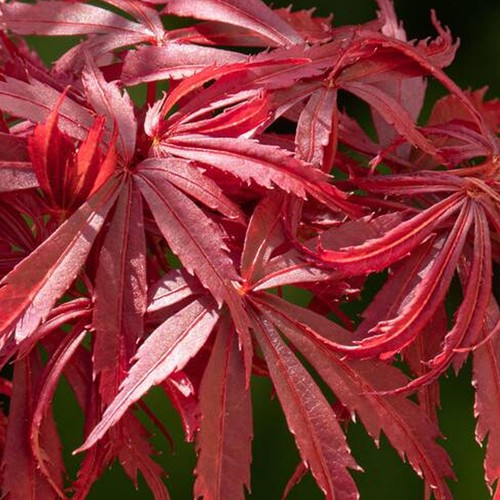 Acer jerre schwartz plant - jerre,