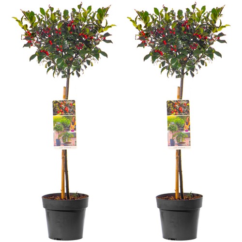 Standard holly tree - standard,