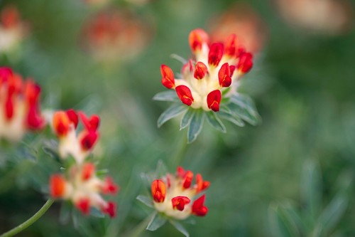 Anthyllis vulneraria var - anthyllis,