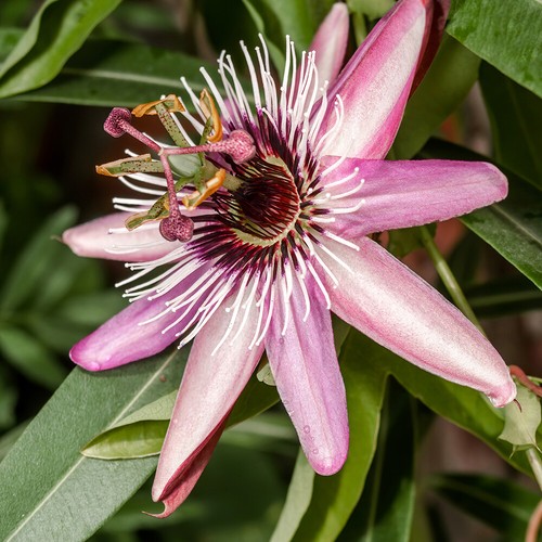 Climbing plant passiflora - climbing,