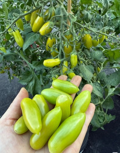 Tomato plants dancing - 2x,