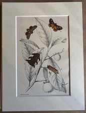 Vine Hawk Moth Hippotion