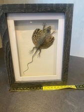 REAL framed flying lizard