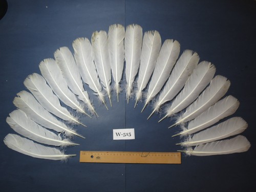 Pcs white turkey - 18,