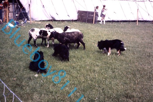 Sheepdog herding sheep - sheepdog,