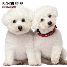 Bichon Frise 2026 Modern