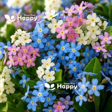 ALPINE FORGET ME NOT MIX - 1000 seeds - Myosotis alpestris - PERENNIAL FLOWER