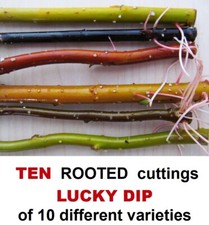 Willow Tree TEN ROOTED cuttings JOB LOT twisted corkscrew curly winter colour