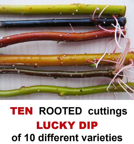 Willow tree ten rooted - ten,