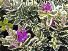 Hebe variegated Katrine 1 x 1L