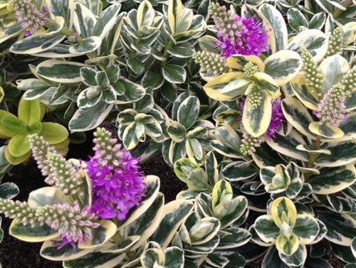 Hebe variegated katrine 1l - variegated,