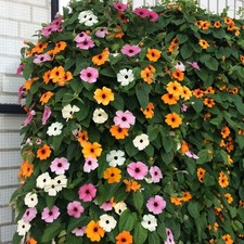 Thunbergia mixed black eyed - black,