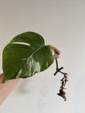 Monstera Albo Variegata