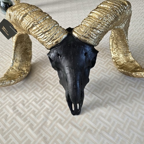 Ram skull and - ram,