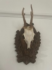 Antlers of a Roe Deer,  710