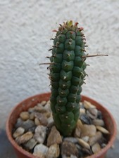 EUPHORBIA MAMMILLARIS, shown