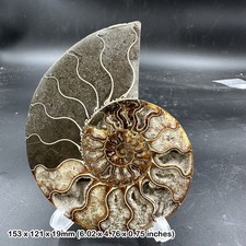 Polished Ammonite Fossil