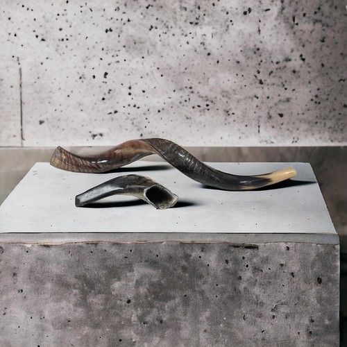 Yemenite shofar kudu - yemenite,