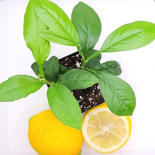 Pot meyer lemon - meyer,