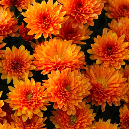 Chrysanthemum plug plants