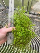 5X LARGE CLUMPS - Mind Your Own Business - Plant Bare Rooted Baby's Tears